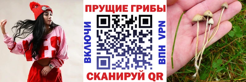 Псилоцибиновые грибы прущие грибы Ясногорск